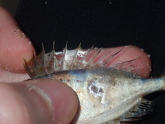 Priacanthidae