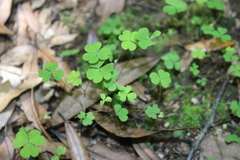 Oxalis magellanica