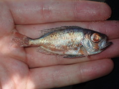 Priacanthidae