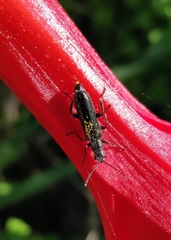 Coleoptera