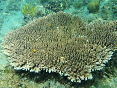 Pomacentrus moluccensis