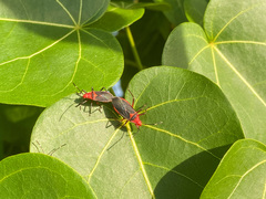 Dysdercus fulvoniger