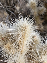 Cylindropuntia chuckwallensis