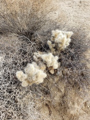 Cylindropuntia chuckwallensis