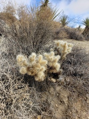 Cylindropuntia chuckwallensis