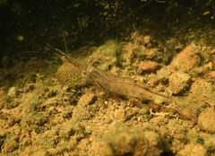 Paratya curvirostris