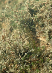 Paratya curvirostris