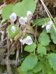Jovellana sinclairii