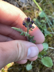 Packera pauciflora