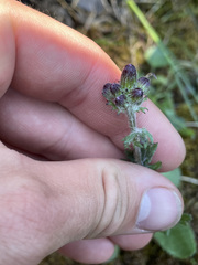 Packera pauciflora