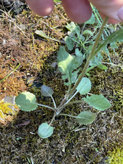 Packera pauciflora