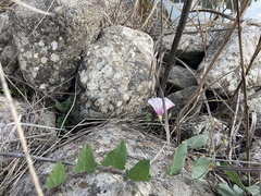Convolvulus betonicifolius