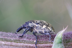 Larinus onopordi