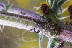 Larinus onopordi