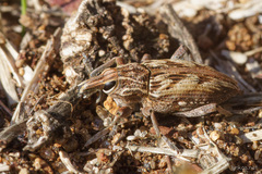 Coniocleonus excoriatus