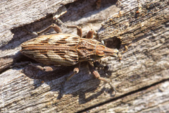 Coniocleonus excoriatus