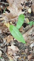 Erythronium americanum