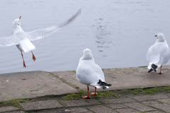 Chroicocephalus ridibundus