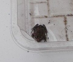 Limnodynastes dumerilii insularis