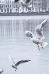 Chroicocephalus ridibundus