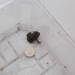 Limnodynastes dumerilii insularis
