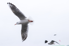 Chroicocephalus ridibundus