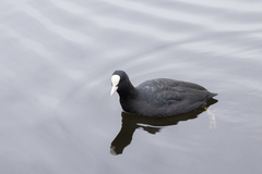 Fulica atra