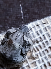 Pentatomoidea