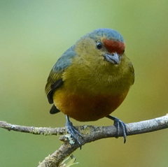 Euphonia imitans