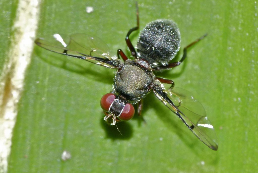Pogonortalis