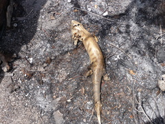 Tiliqua scincoides intermedia