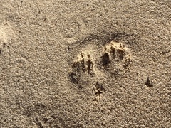 Vulpes macrotis macrotis