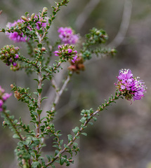 Kunzea recurva