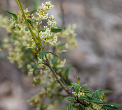 Trymalium venustum