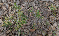 Trymalium venustum
