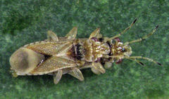 Thaumastocoris peregrinus