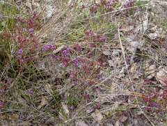Calytrix leschenaultii