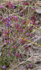 Calytrix leschenaultii