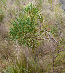 Isopogon polycephalus