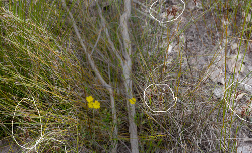 Meeboldina coangustata