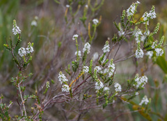Leucopogon cucullatus