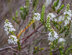 Leucopogon cucullatus