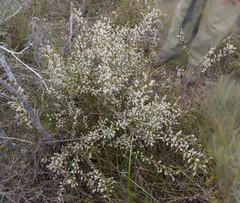 Leptomeria pauciflora