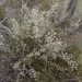 Leptomeria pauciflora - Photo (c) vr_vr,  זכויות יוצרים חלקיות (CC BY-NC)