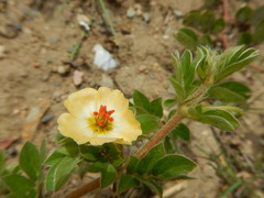 Kallstroemia rosei