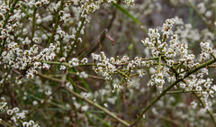Leptomeria pauciflora