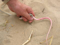 Masticophis flagellum piceus