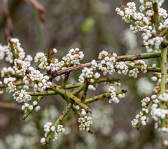 Leptomeria pauciflora