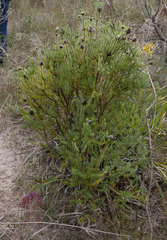 Petrophile ericifolia
