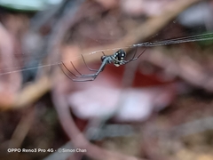 Leucauge argentina